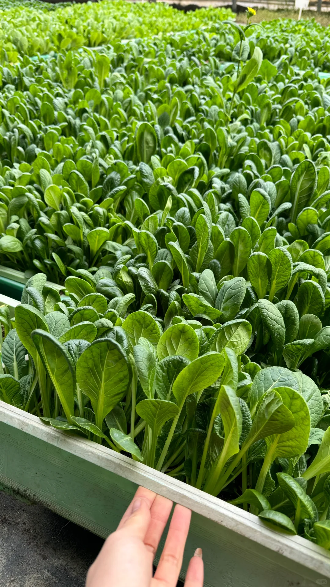 没错，就这箱蔬菜，被领导夸我是送礼小能手的