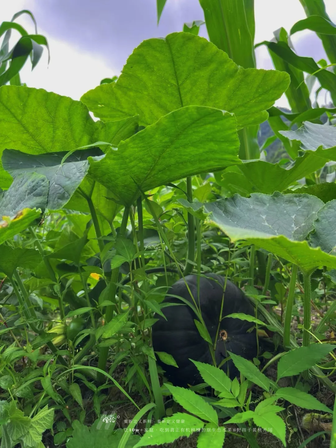 新农人必看！?表演?压力轻松YIN流