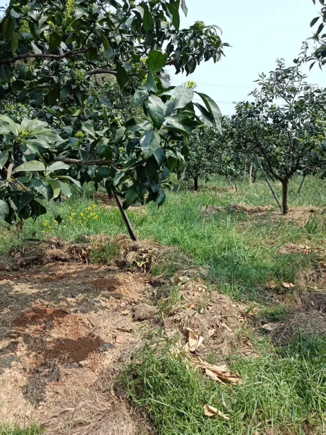 年轻人想在农村发展的，看过来。