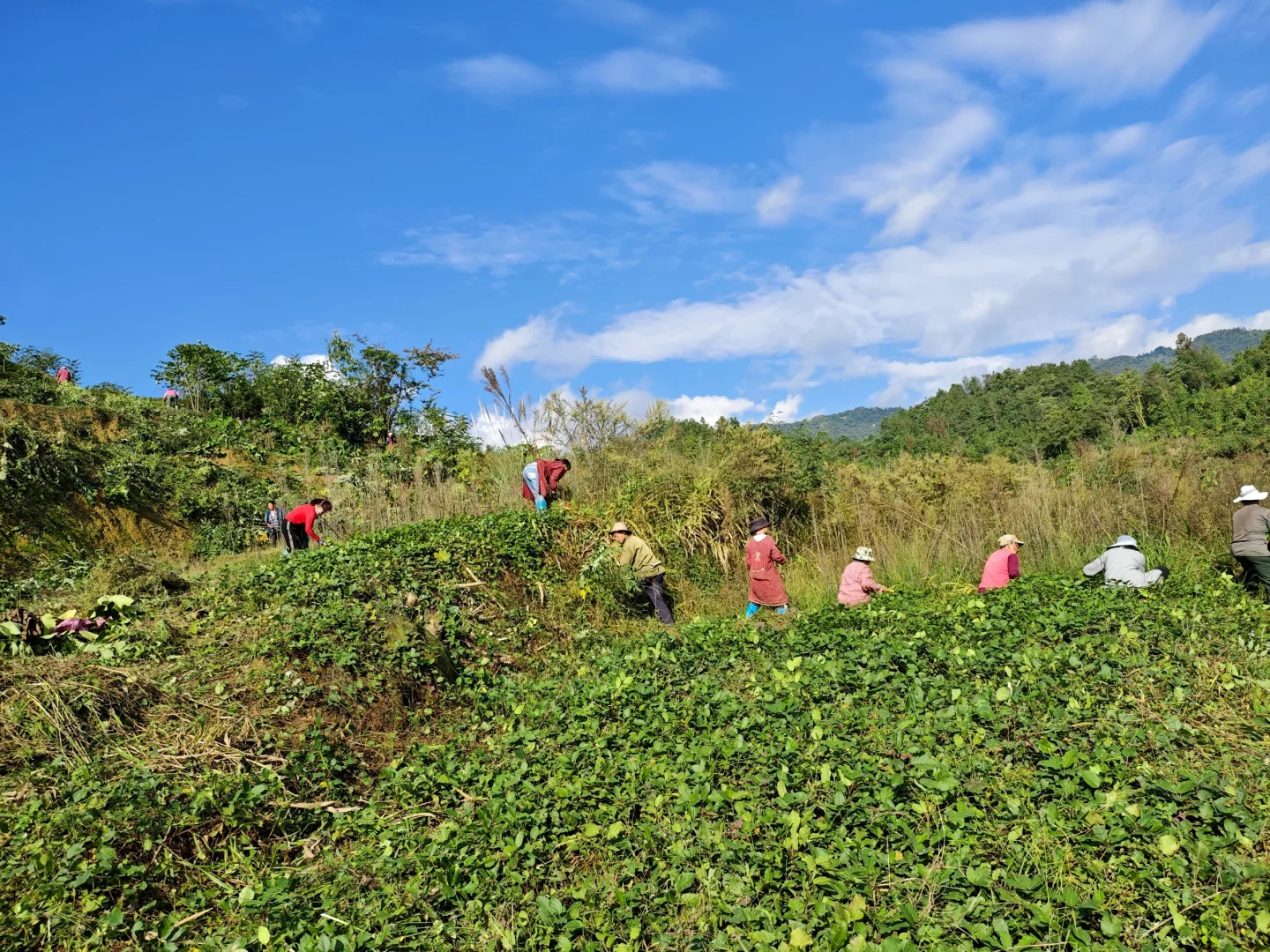 不想在大城市当牛马的我，选择回村种野地瓜