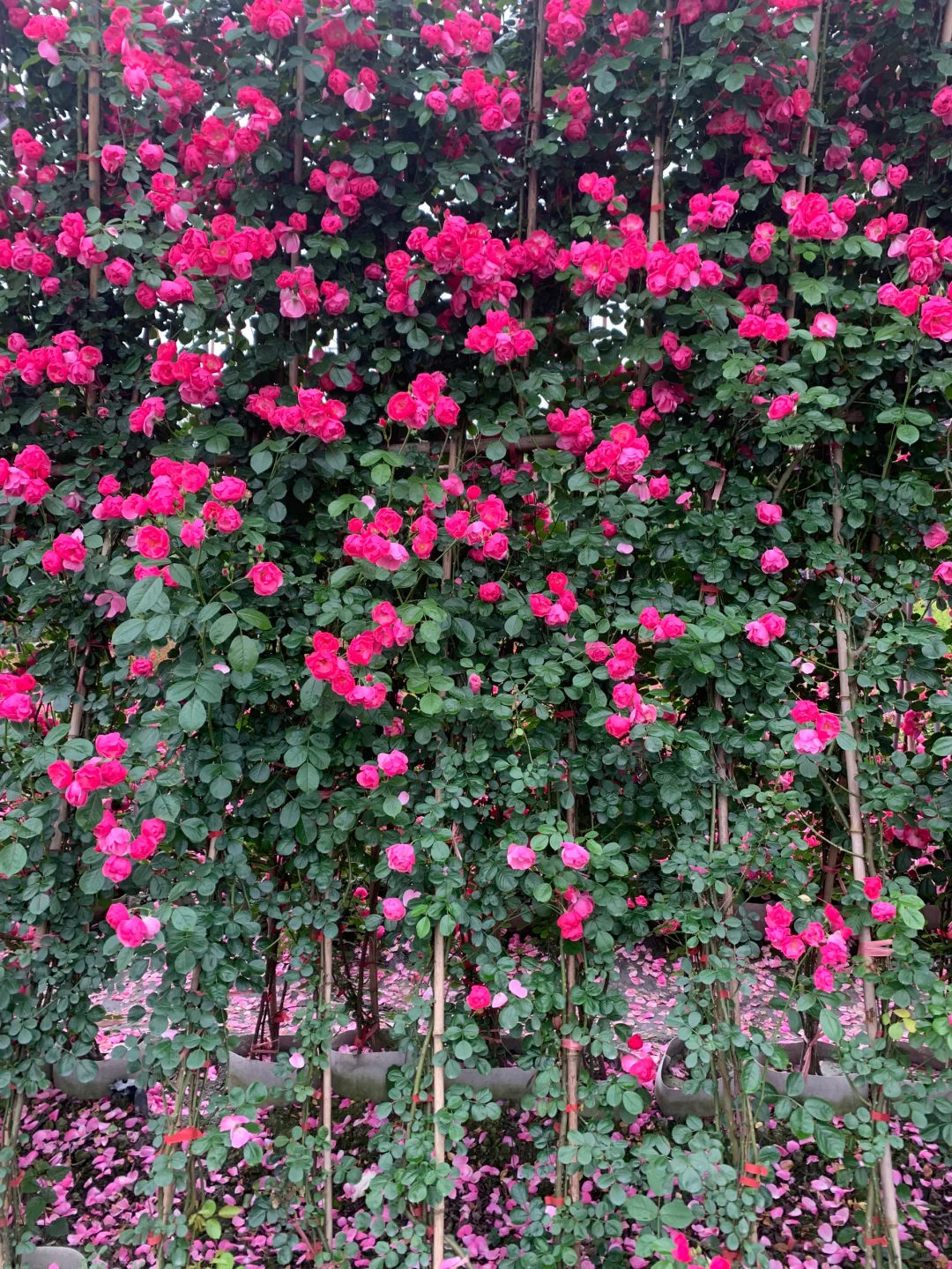 成都苗木基地 本地草花灌木批发，可施工