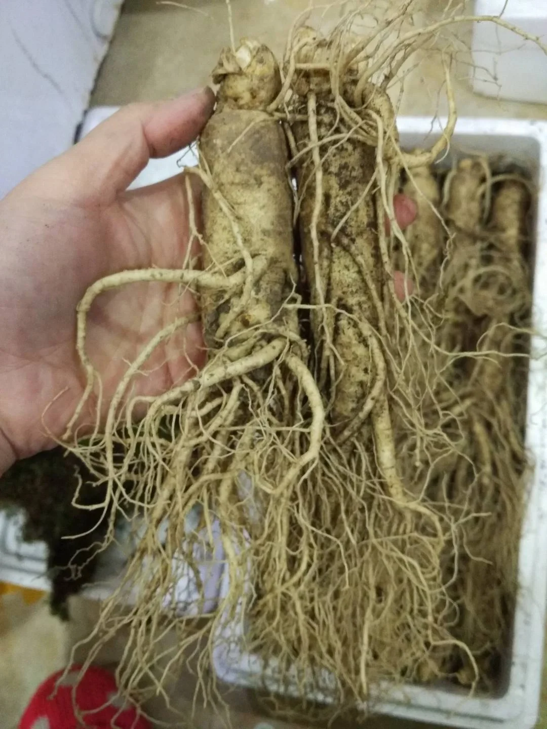 人参秋收啦！！咱来聊聊参农这个行业