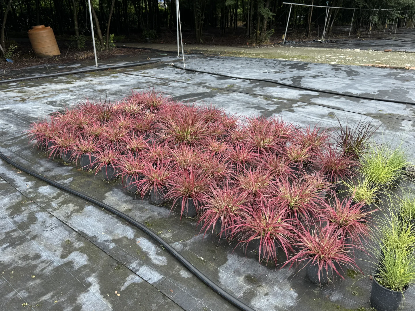 今天去了苗圃基地，是真的便宜