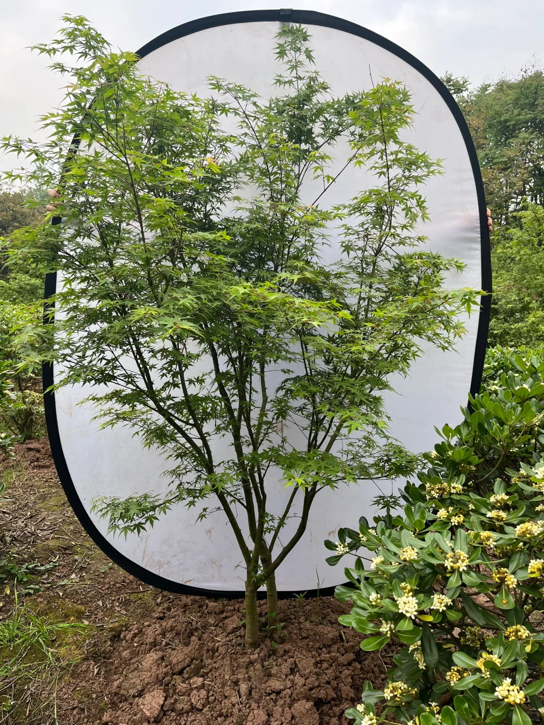 丛生鸡爪槭现状