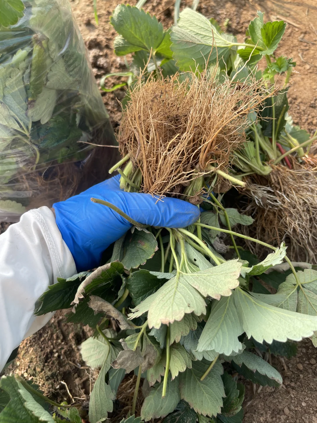 挖几棵看看苗情