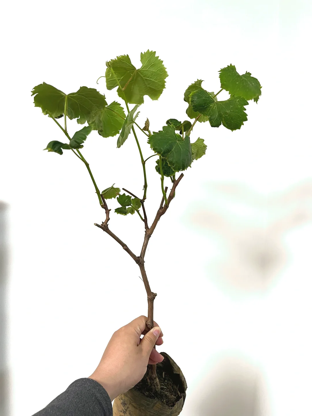 有人懂葡萄修剪吗？求赐教