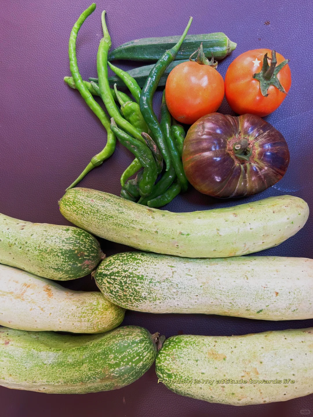 在小小的菜园里库库一顿挖