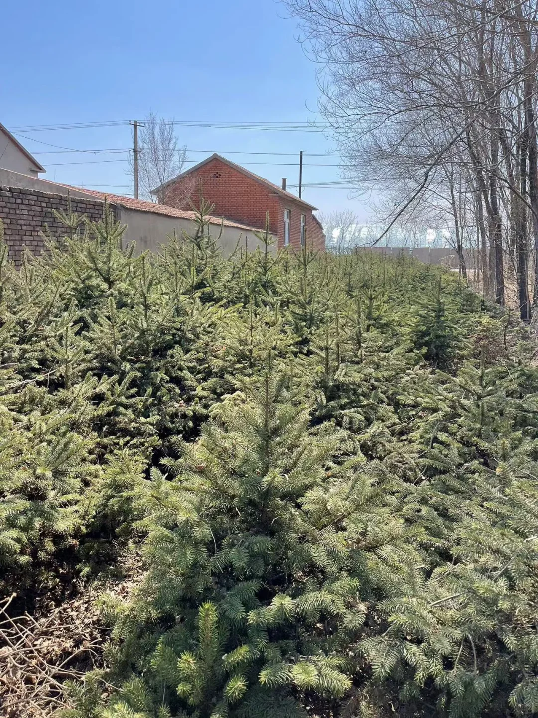 大量出售云杉树1.2米左右 5000颗吉林省