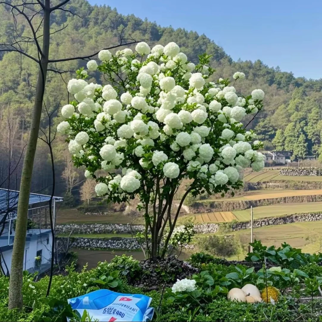 木绣球古树地景，最好的资源