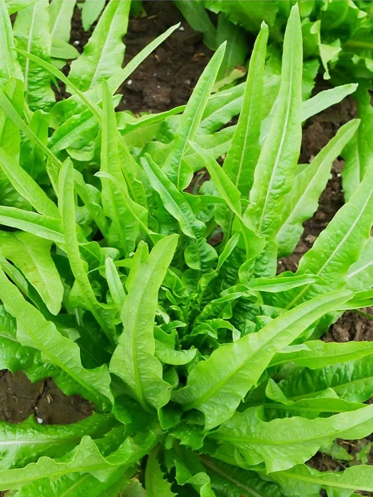 秋播蔬菜正当时，这些秋冬蔬菜抓紧种！