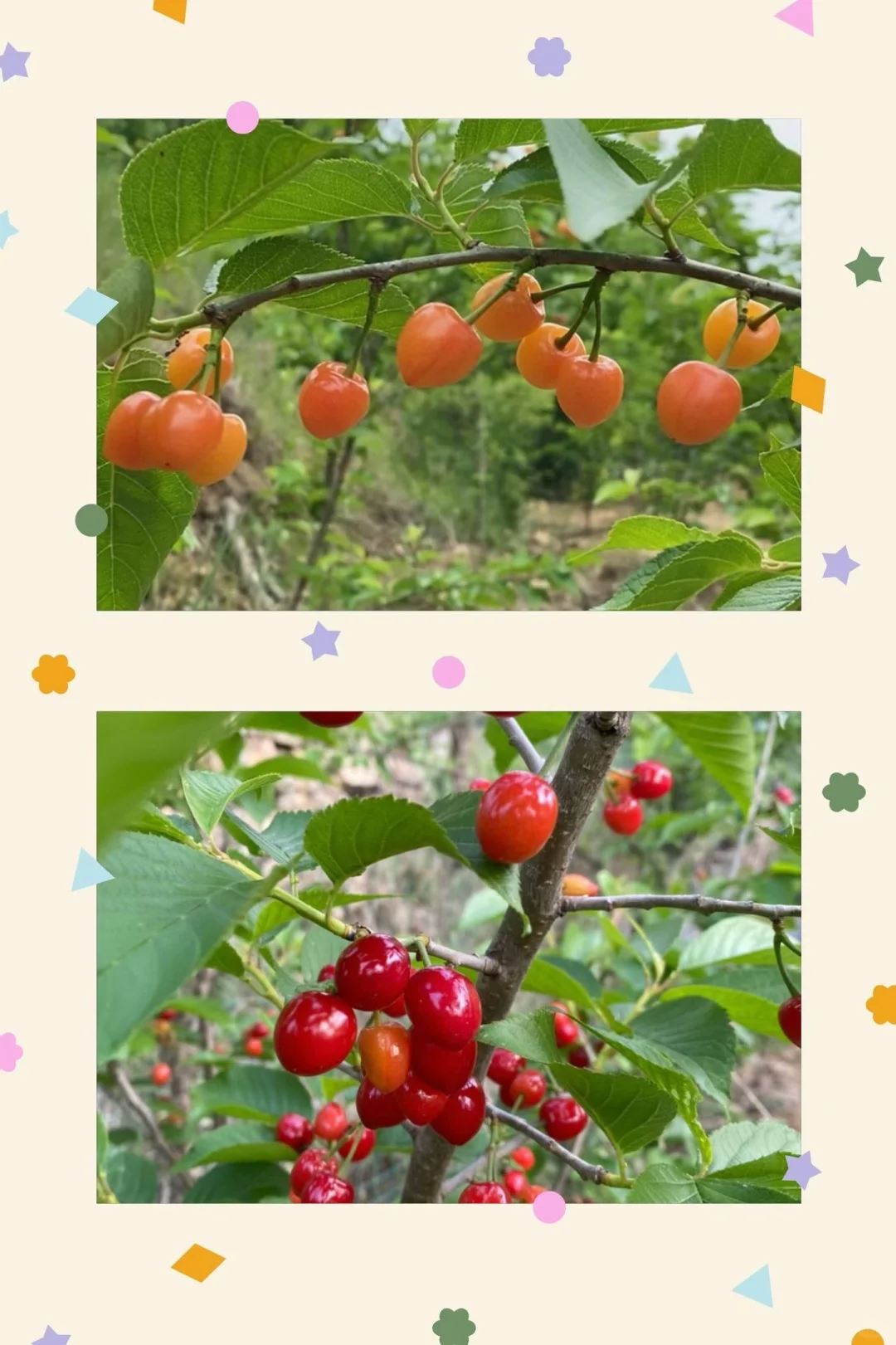 昨天发到国外5棵不同品种的小樱桃树。