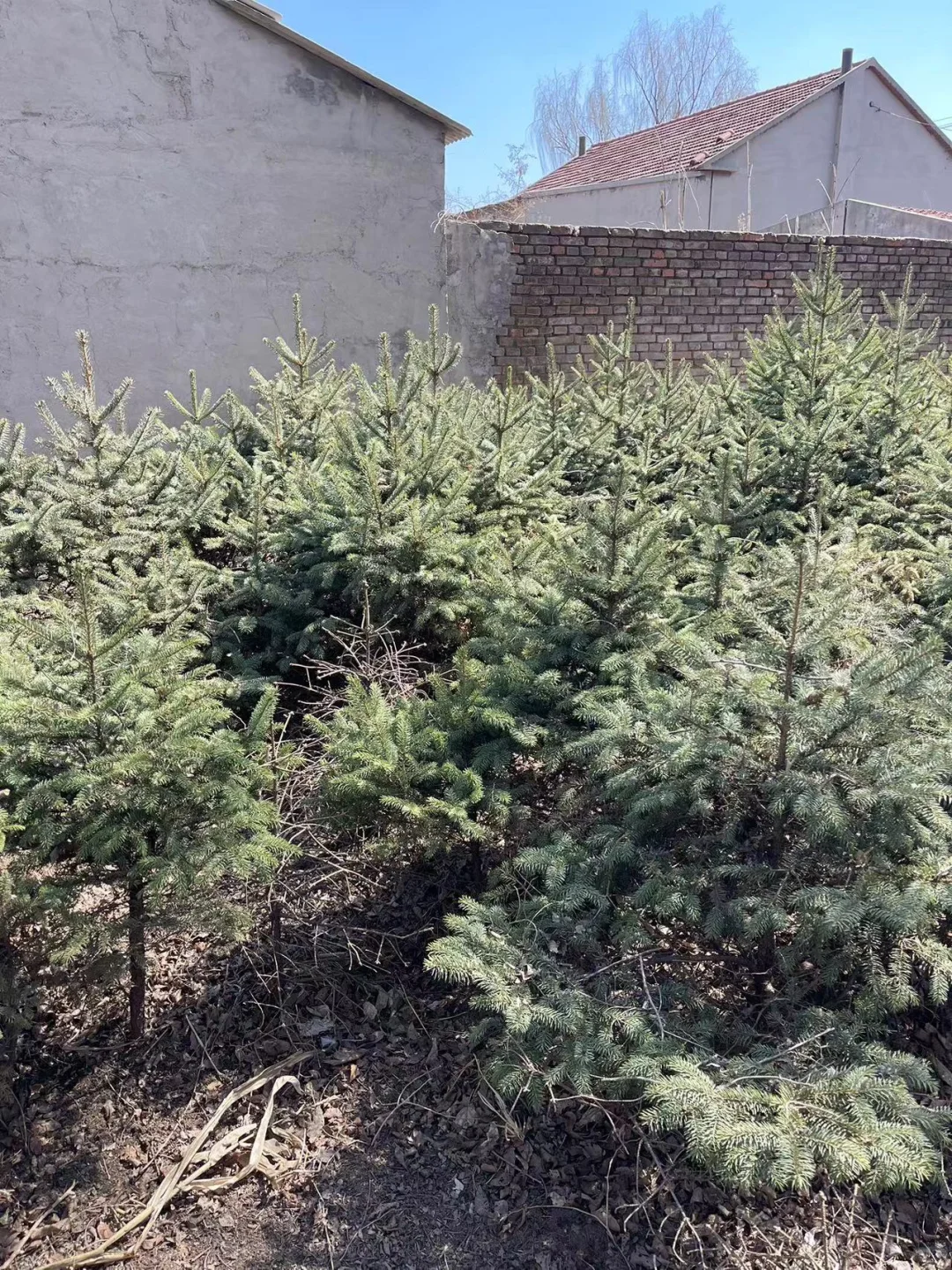 大量出售云杉树1.2米左右 5000颗吉林省