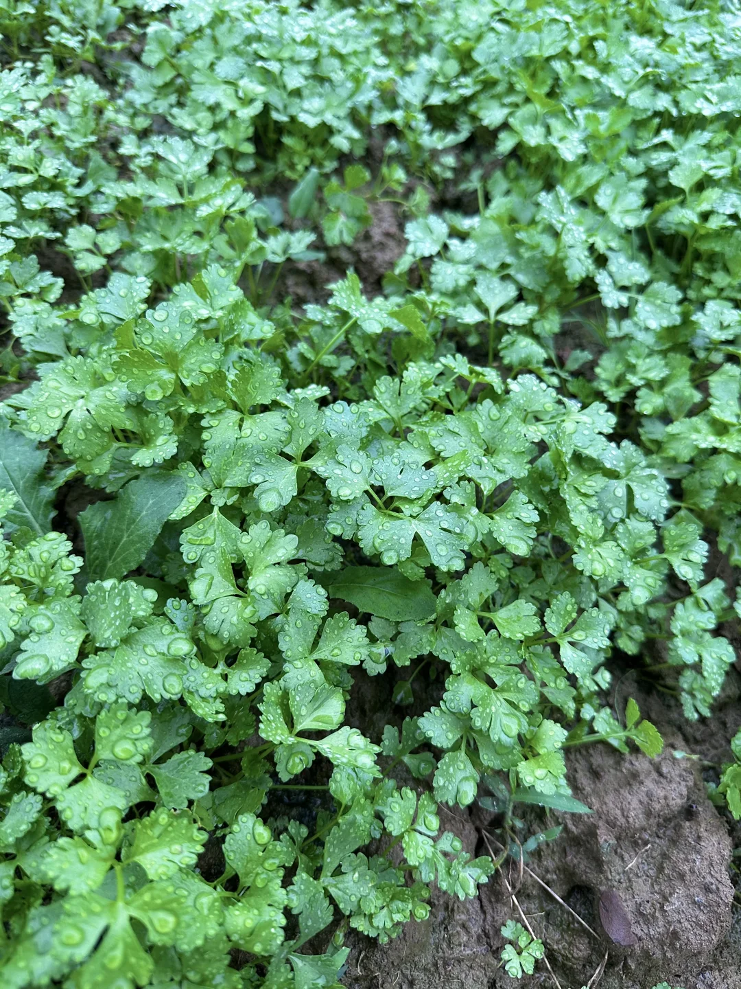 雨中的菜地 太治愈