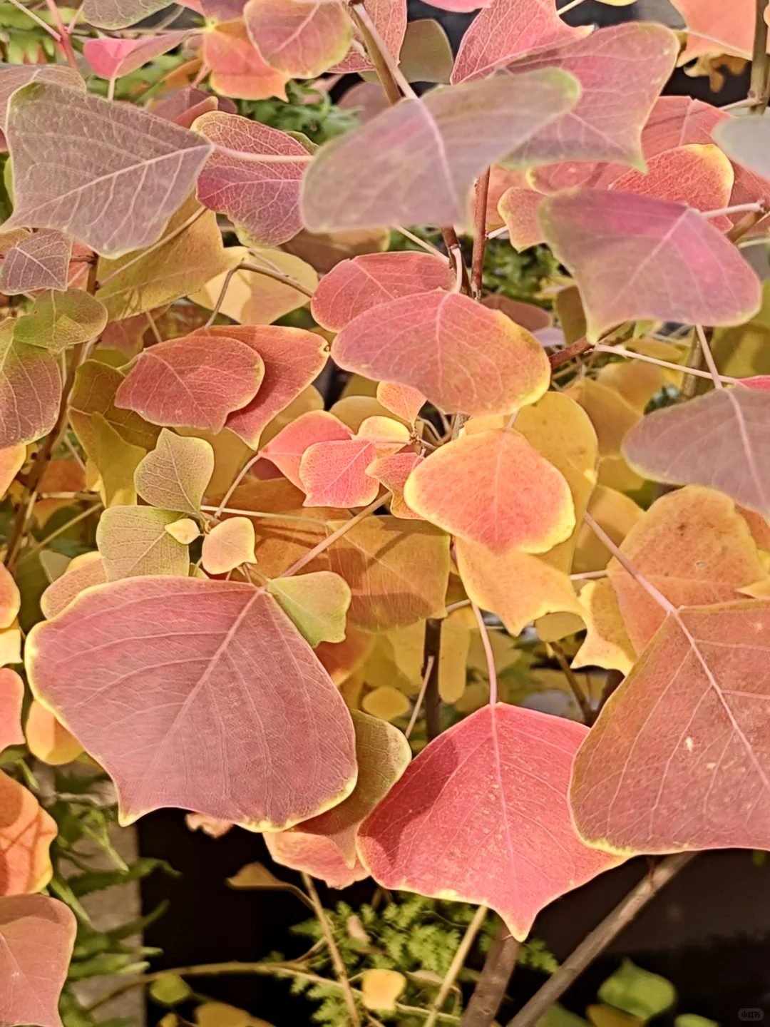 捡来的乌桕长大了