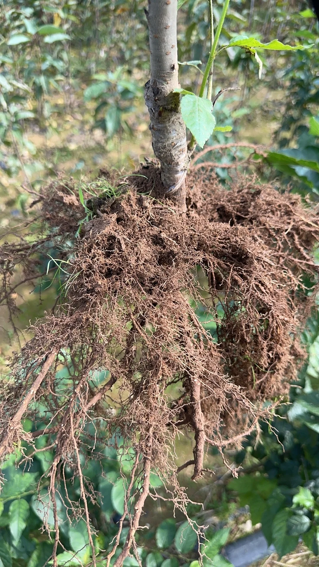 昨天发到国外5棵不同品种的小樱桃树。