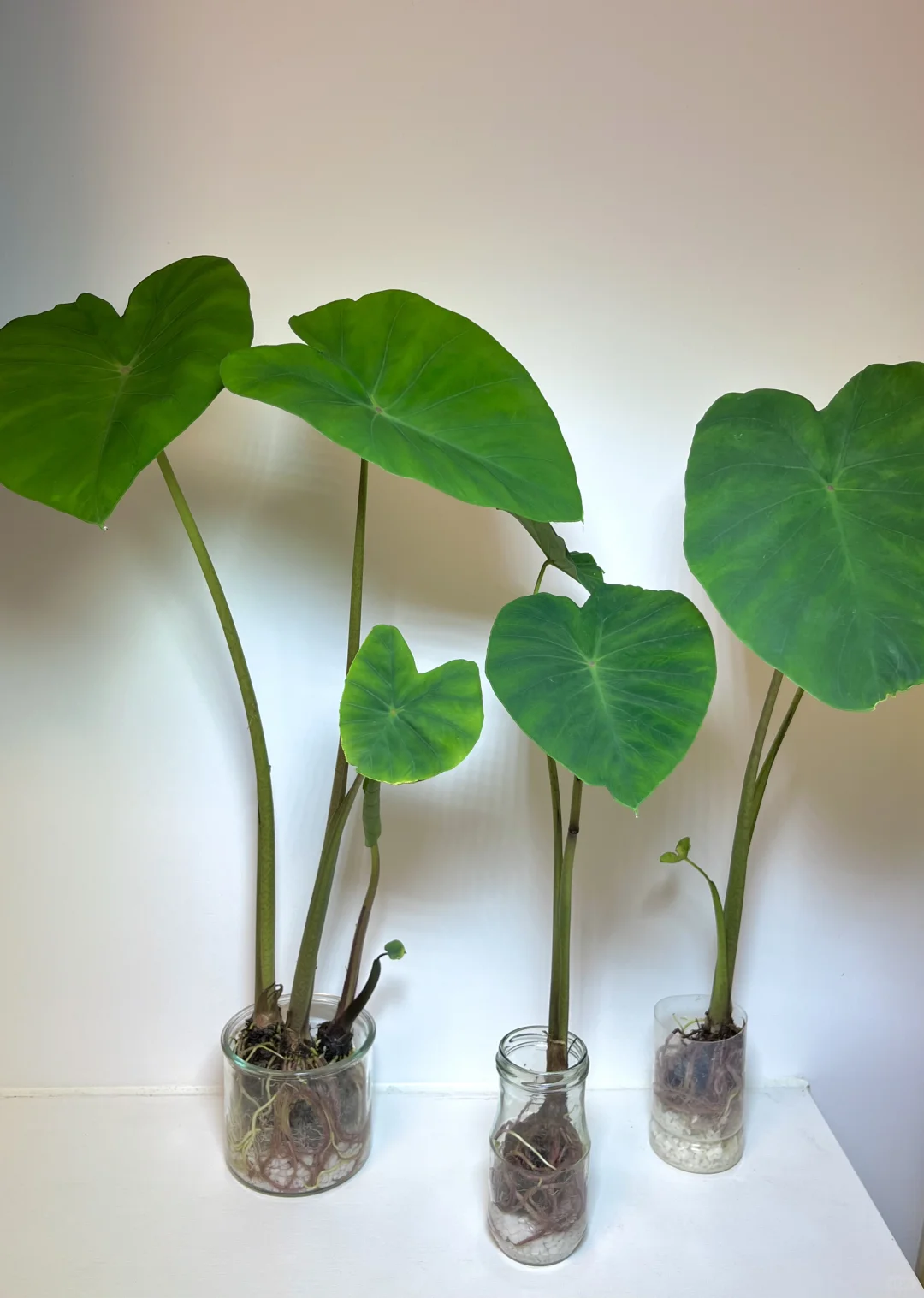 用不完的蔬菜/果核这样水培！