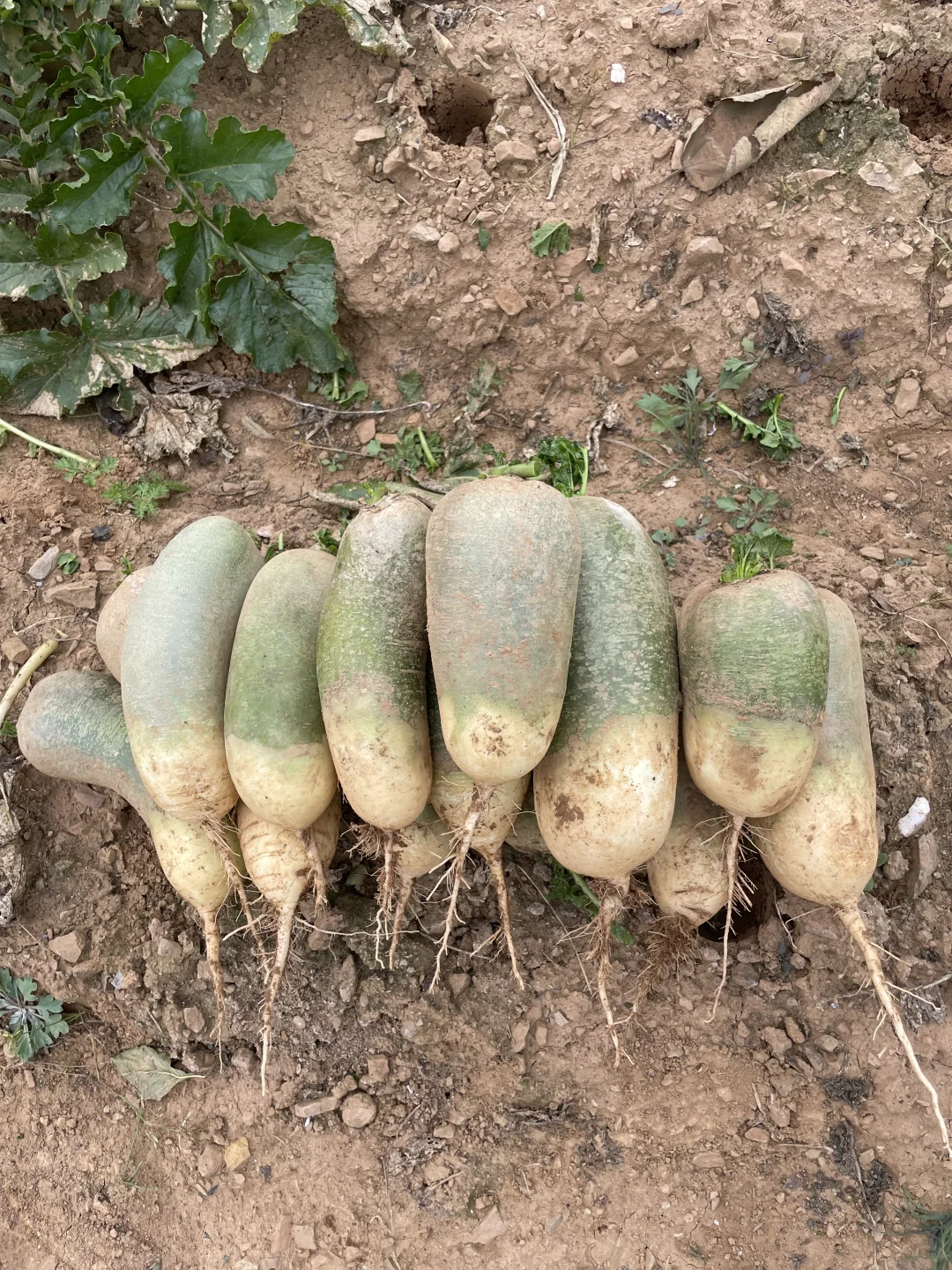 深秋的菜园子！