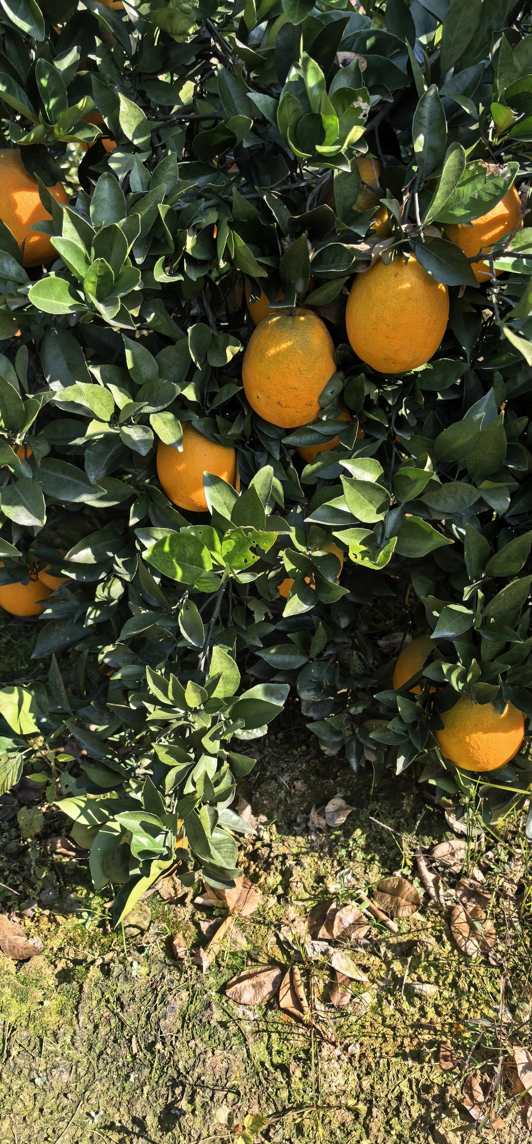 谁懂啊！农村老家的橙子熟的满山遍野都是