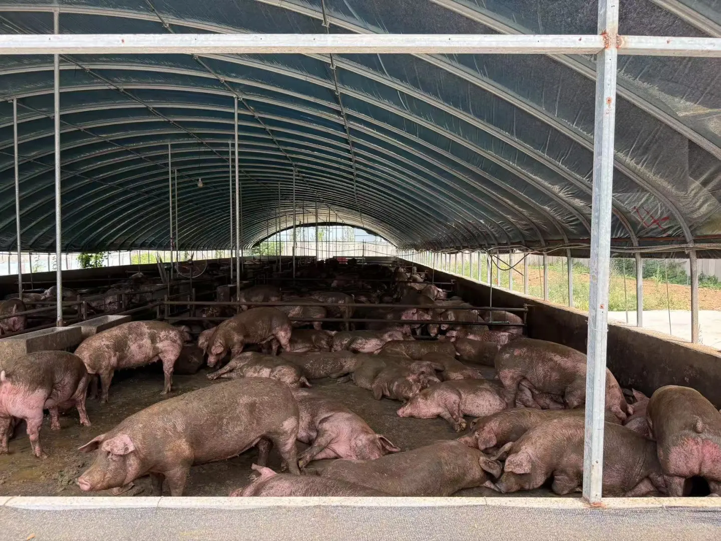 在猪圈里大学生用AI养猪