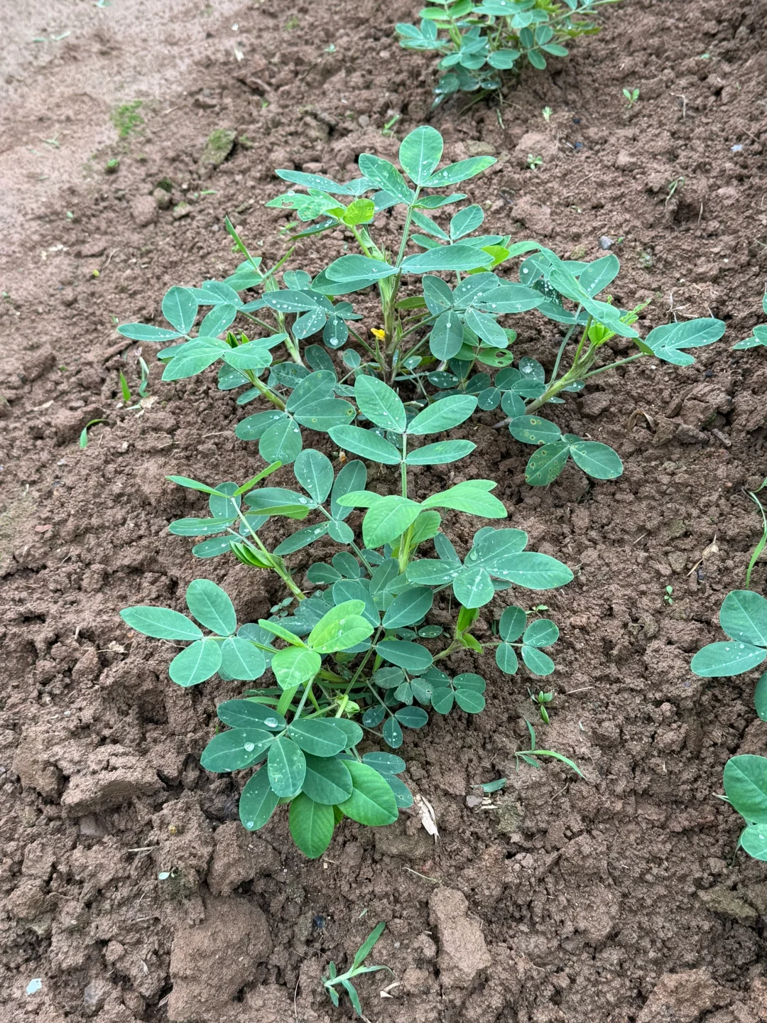 瓜果蔬菜的幼崽版本，太可爱了?