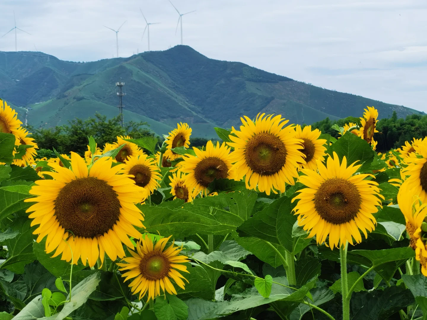 如何开发农村旅游资源？