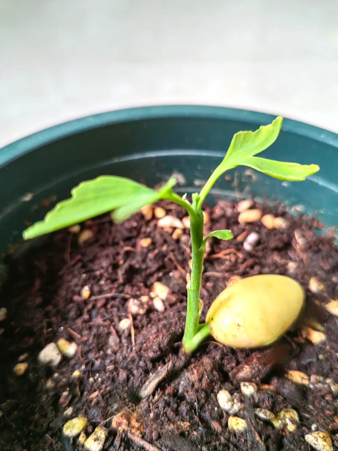 银杏种植教程｜从种子到树苗很简单?