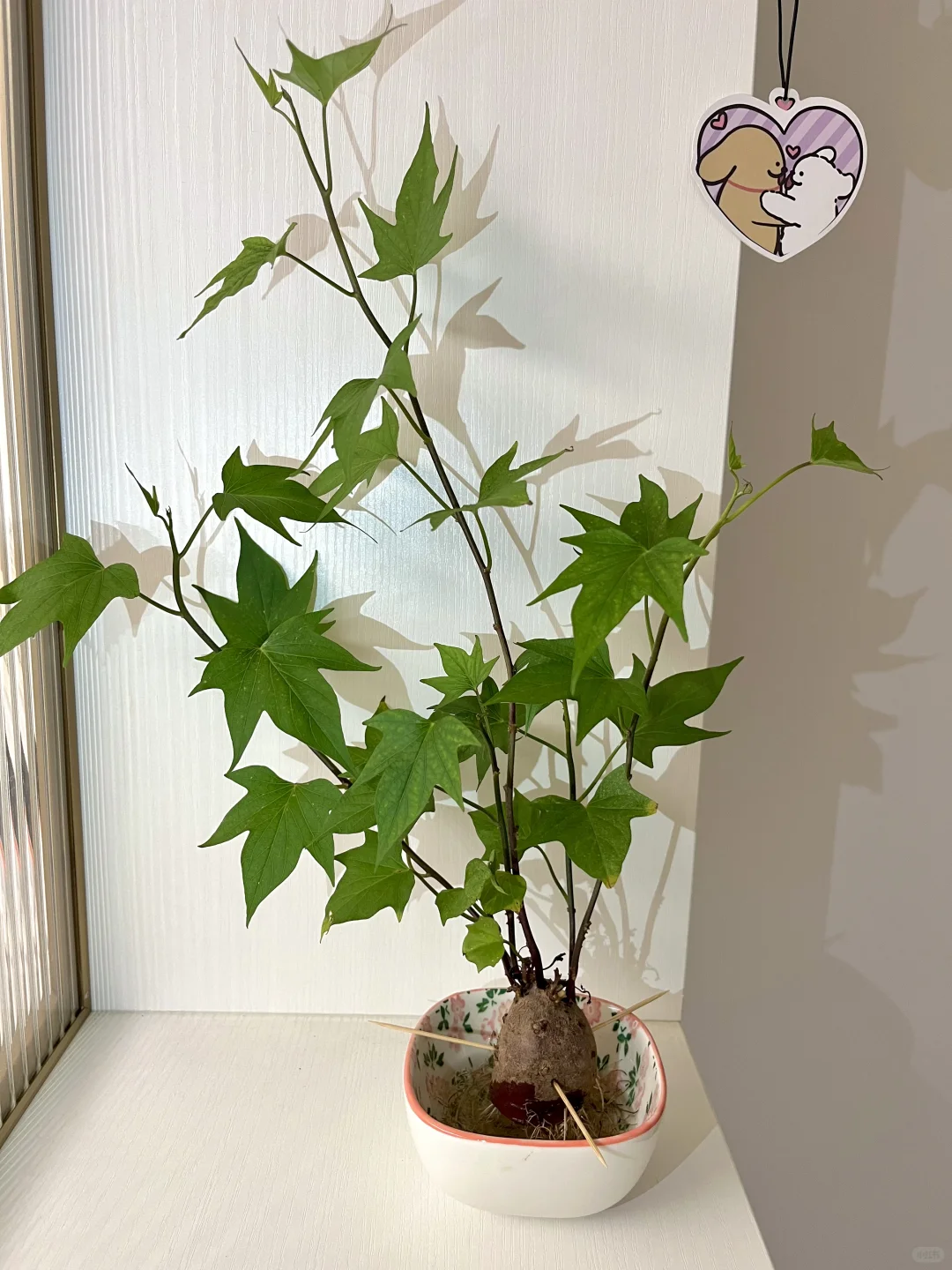 用不完的蔬菜/果核这样水培！