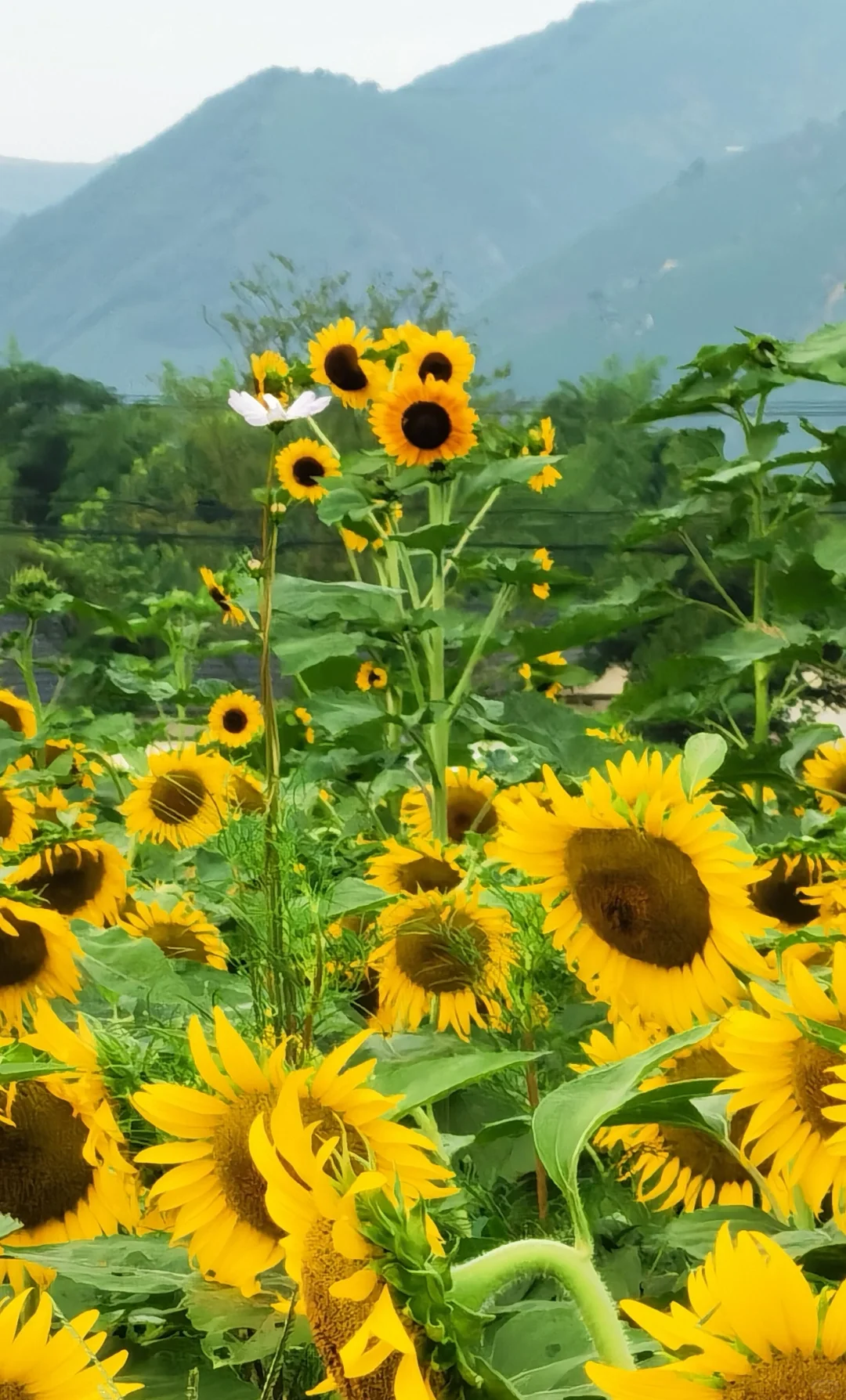 如何开发农村旅游资源？