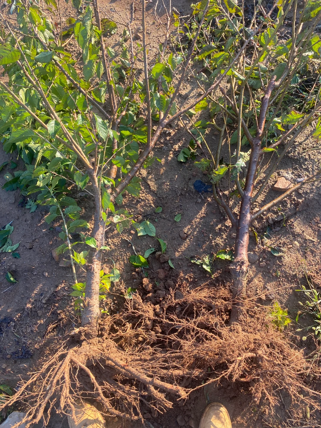 五公分左右的小樱桃树今早挖几棵。