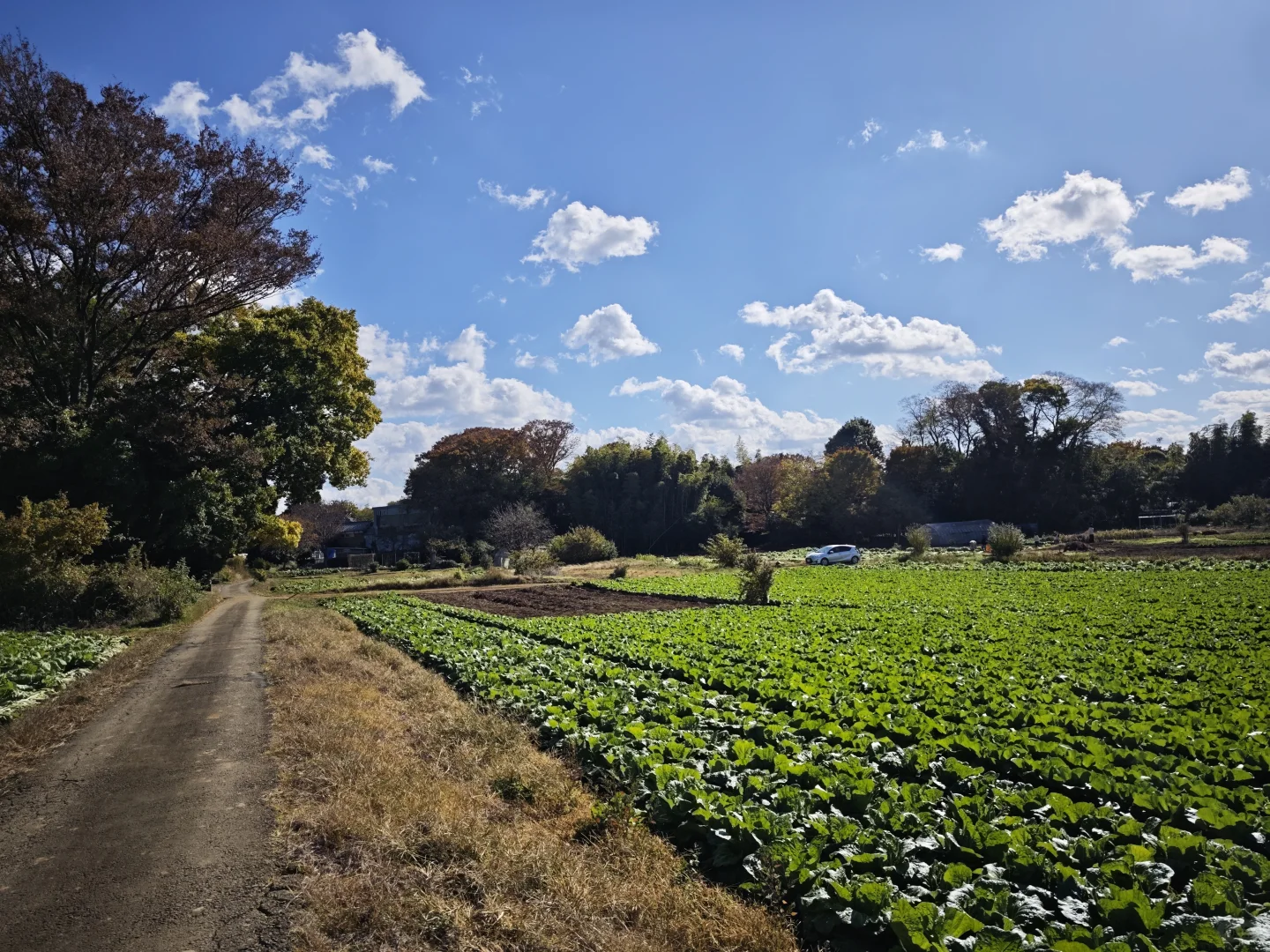 每周末从东京到千叶去自采蔬菜!