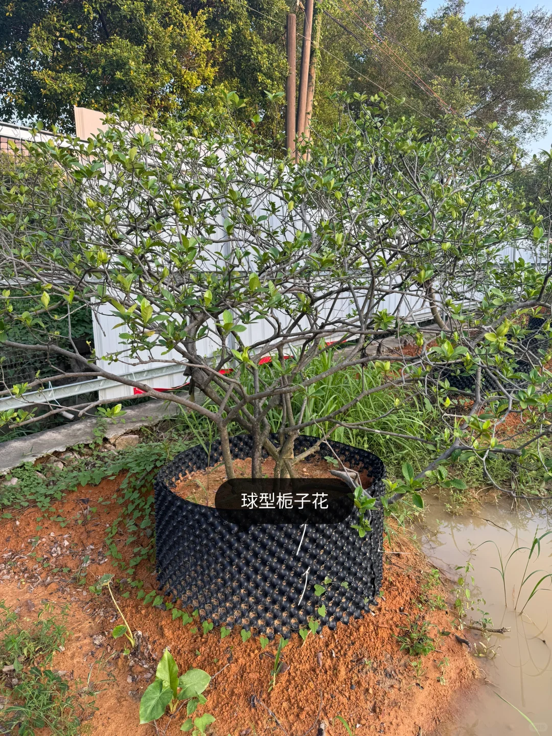 绿化树苗木园林