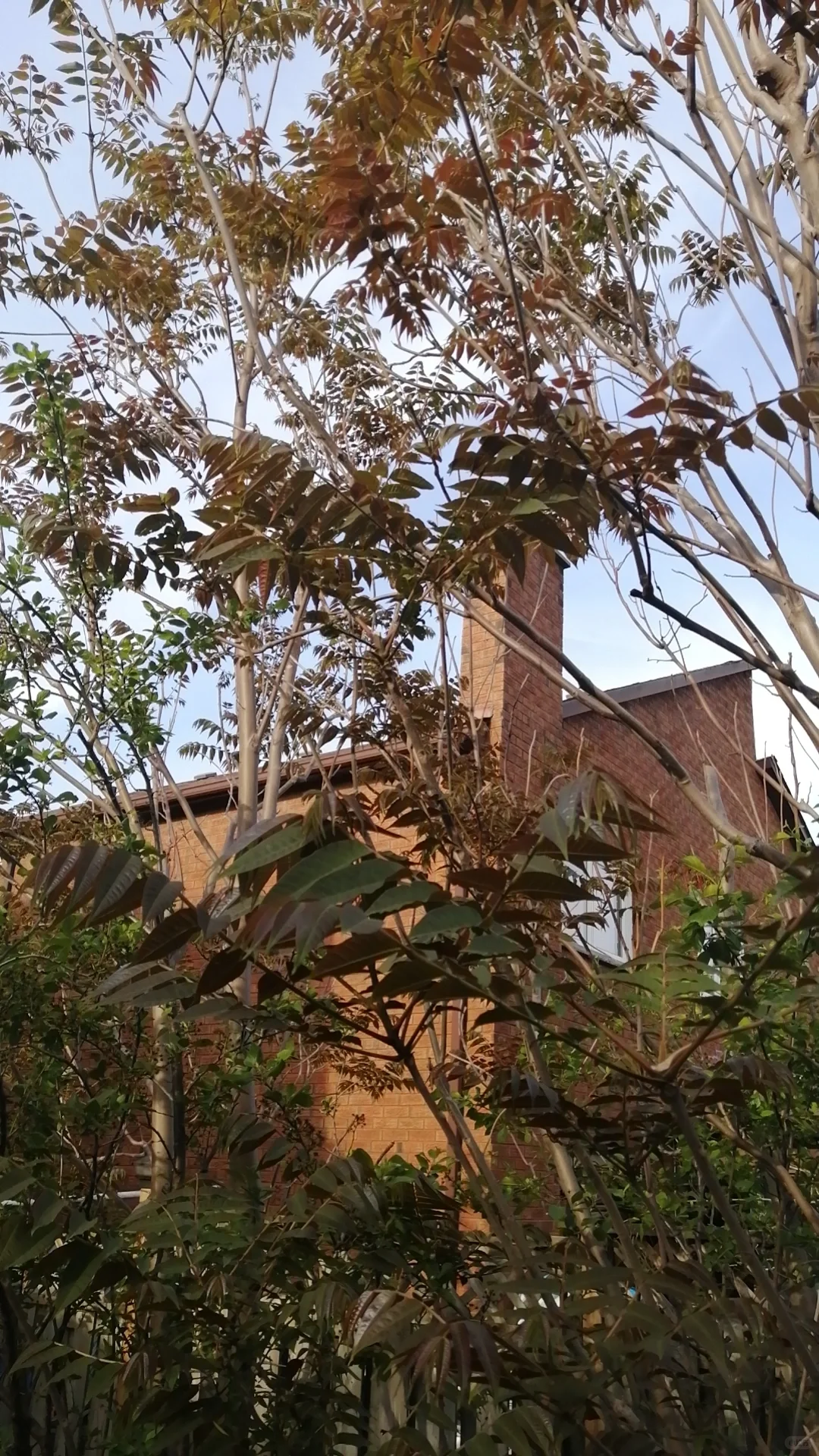 明年香椿树全部卖掉