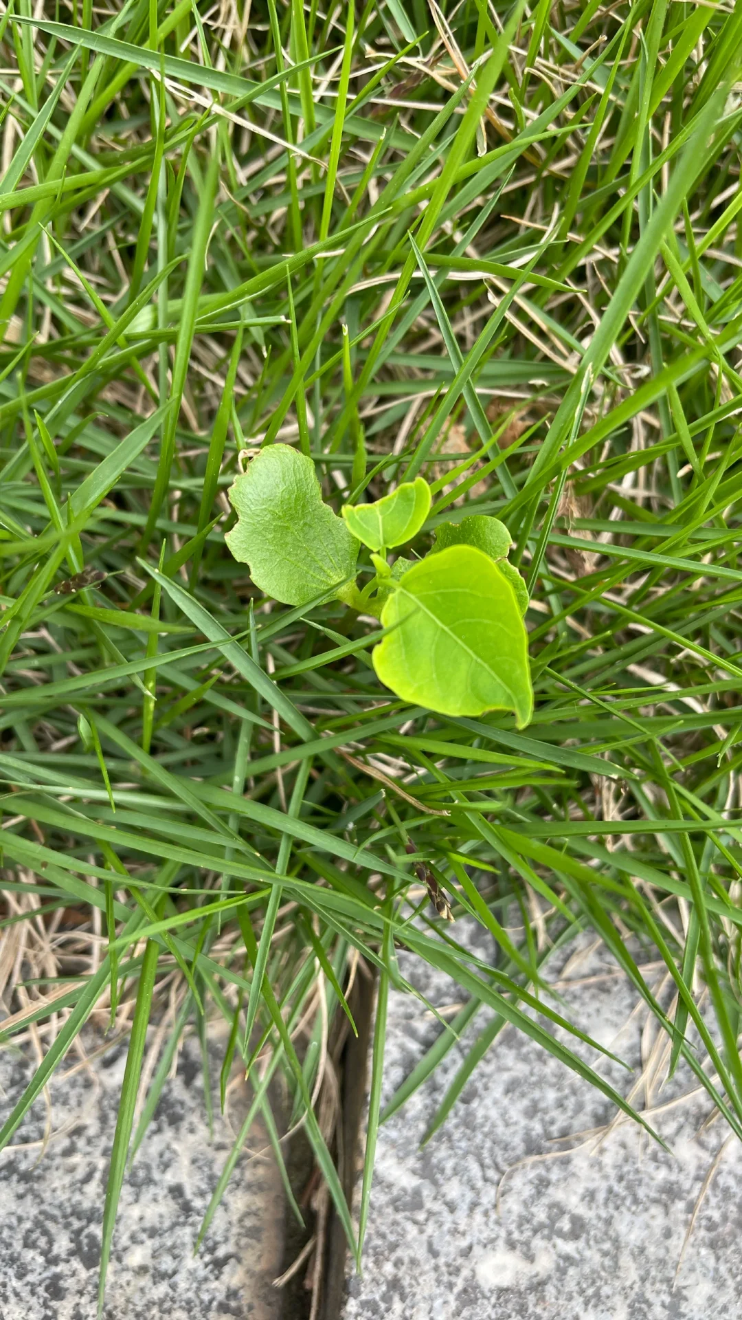 全网都在找枫树苗我还要找乌桕苗