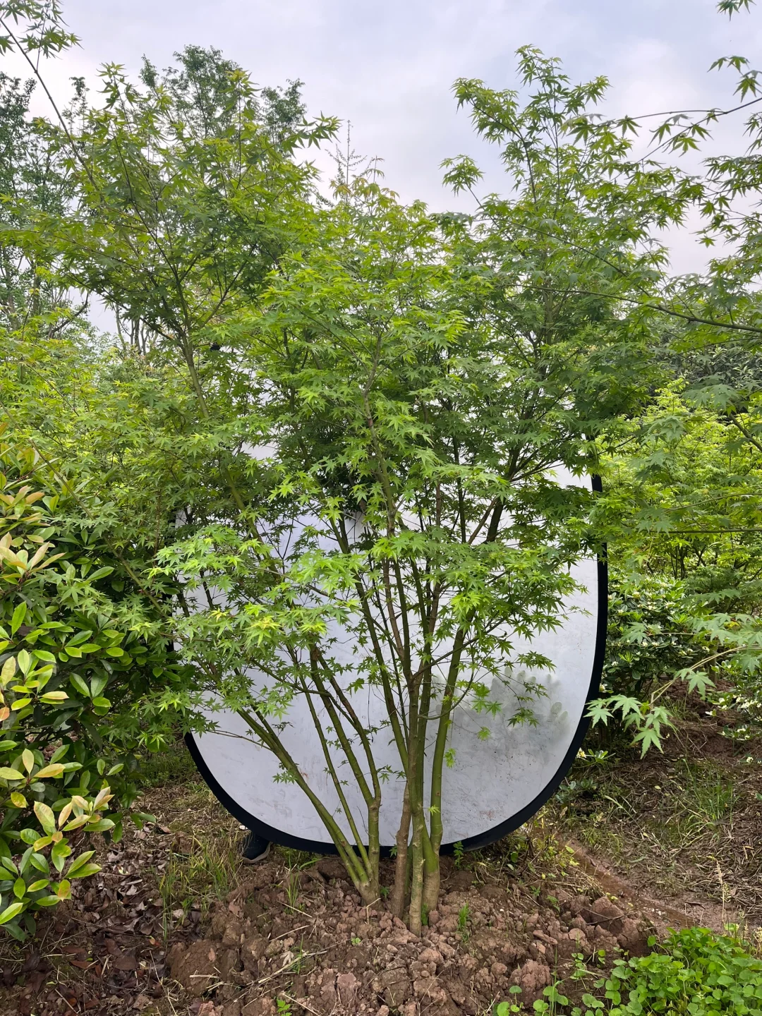 丛生鸡爪槭现状