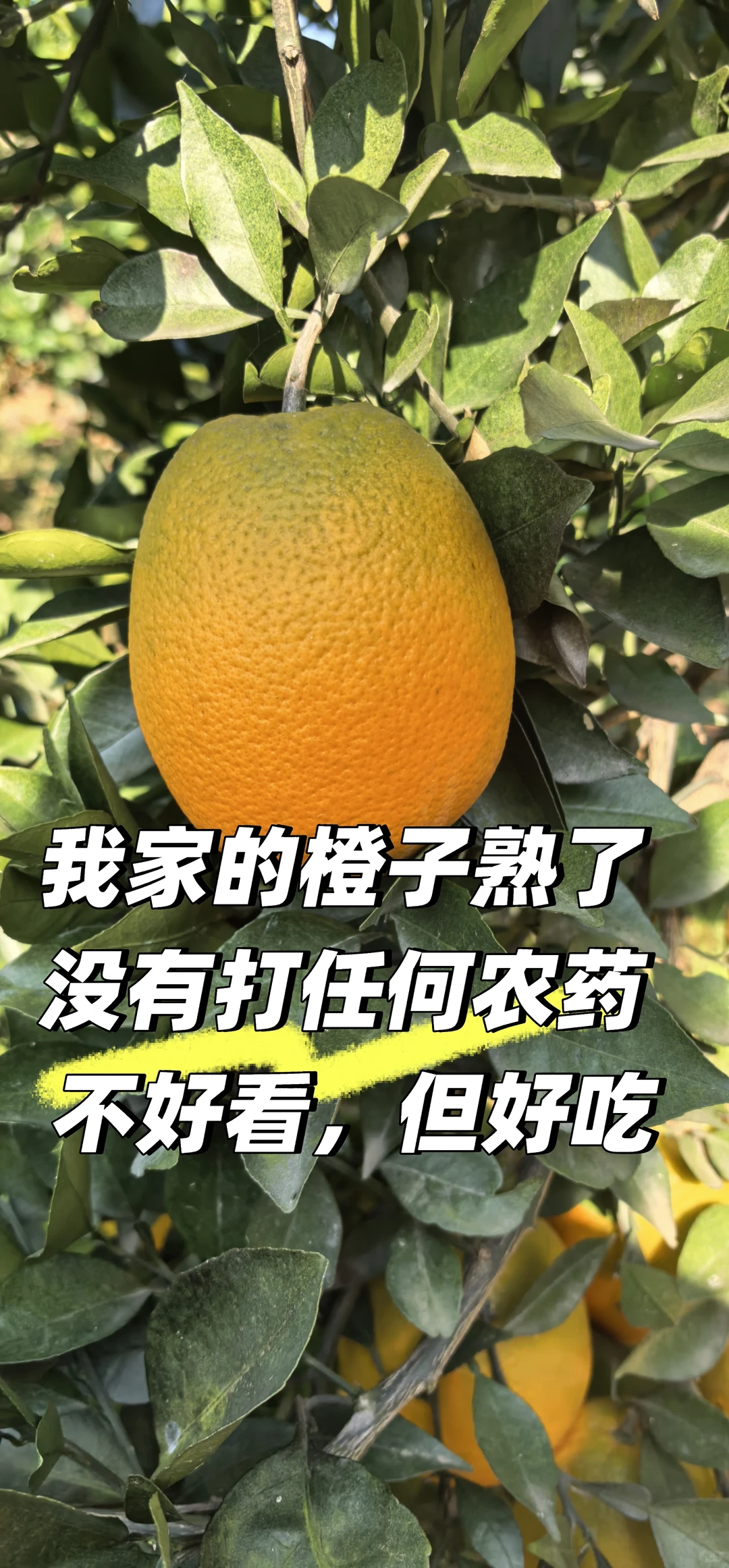 谁懂啊！农村老家的橙子熟的满山遍野都是
