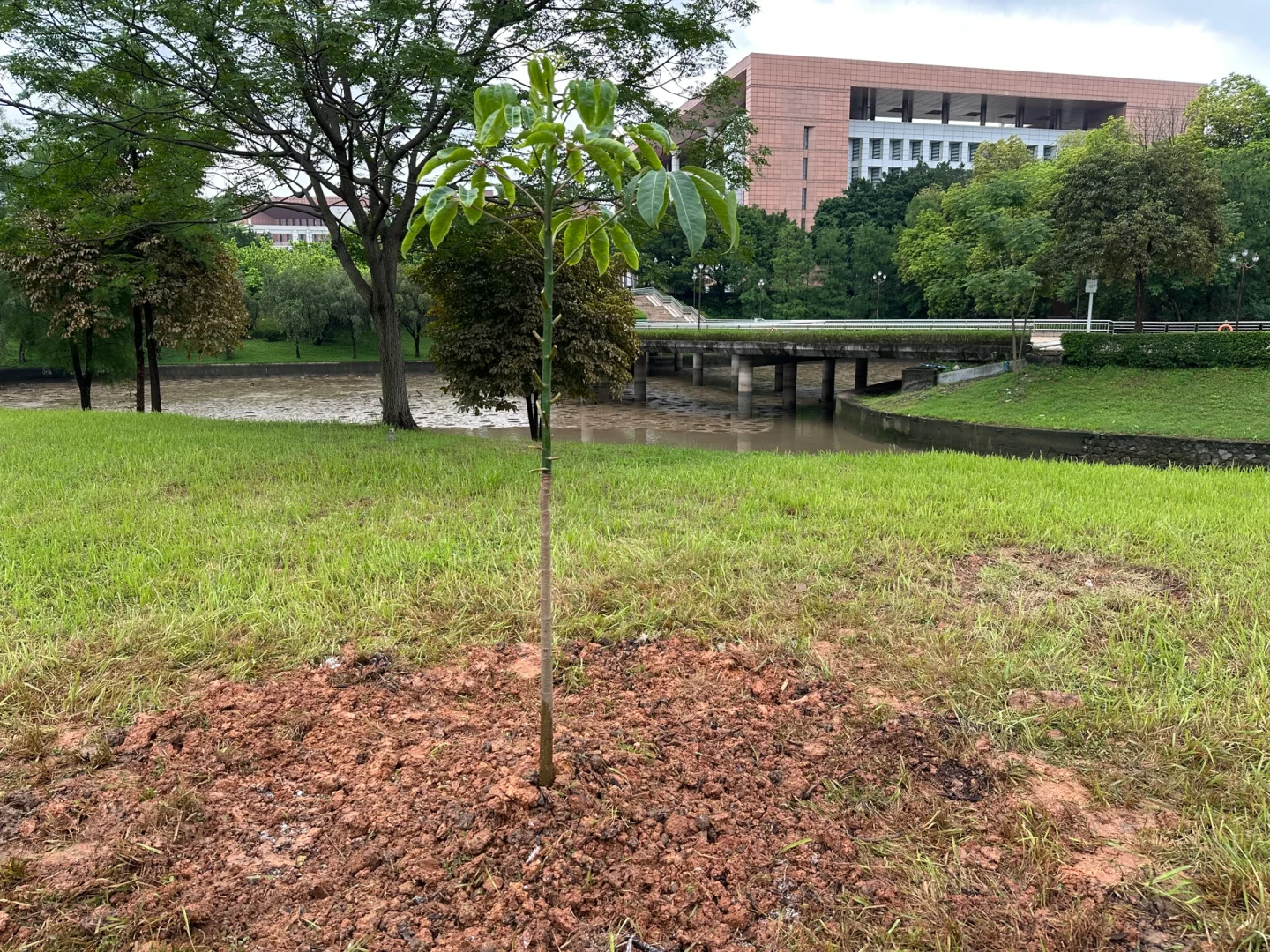 中大研三 ｜ 参加植树活动了?