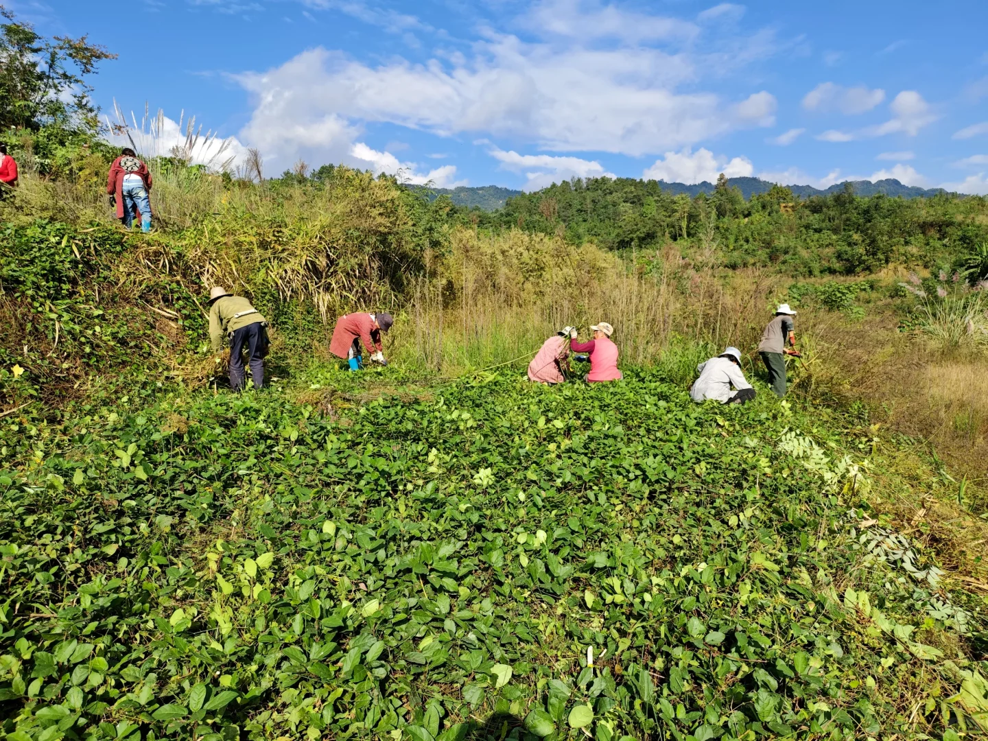 不想在大城市当牛马的我，选择回村种野地瓜