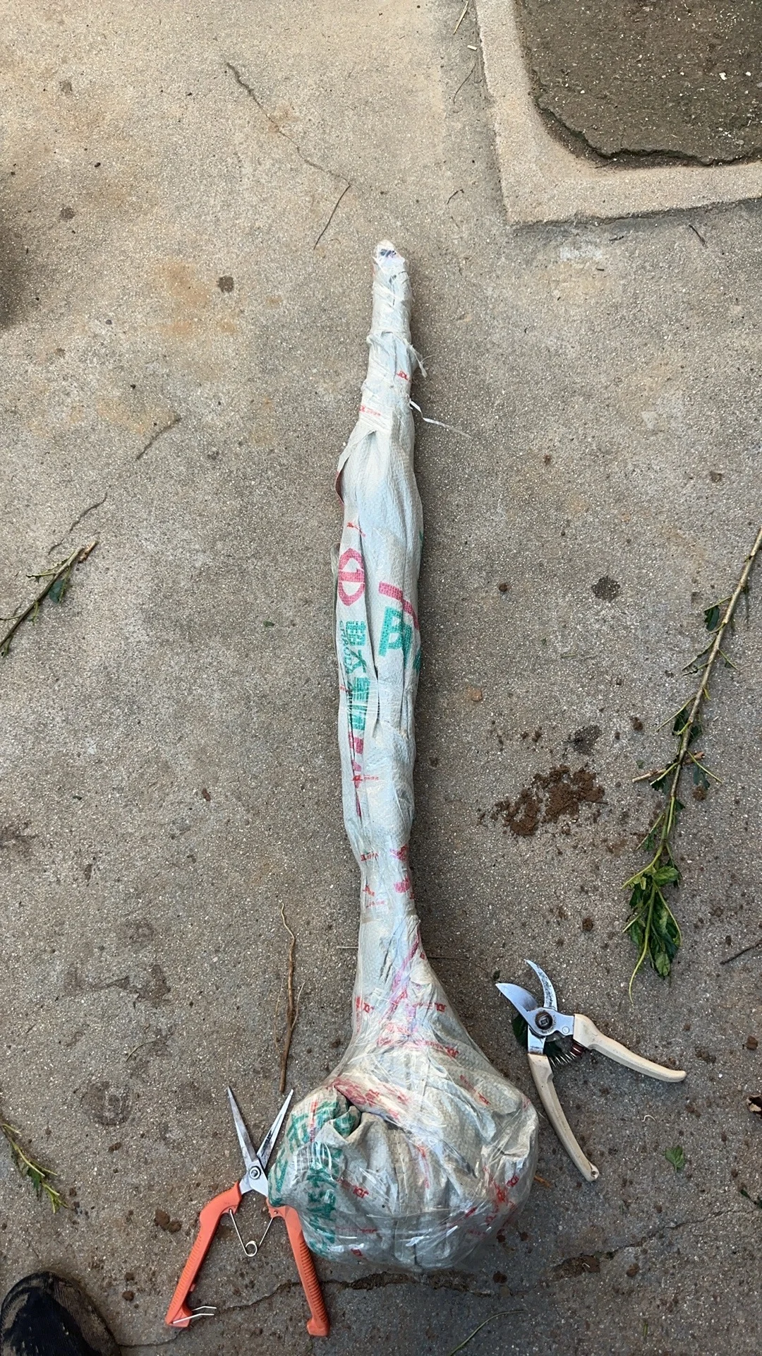 昨天发到国外5棵不同品种的小樱桃树。