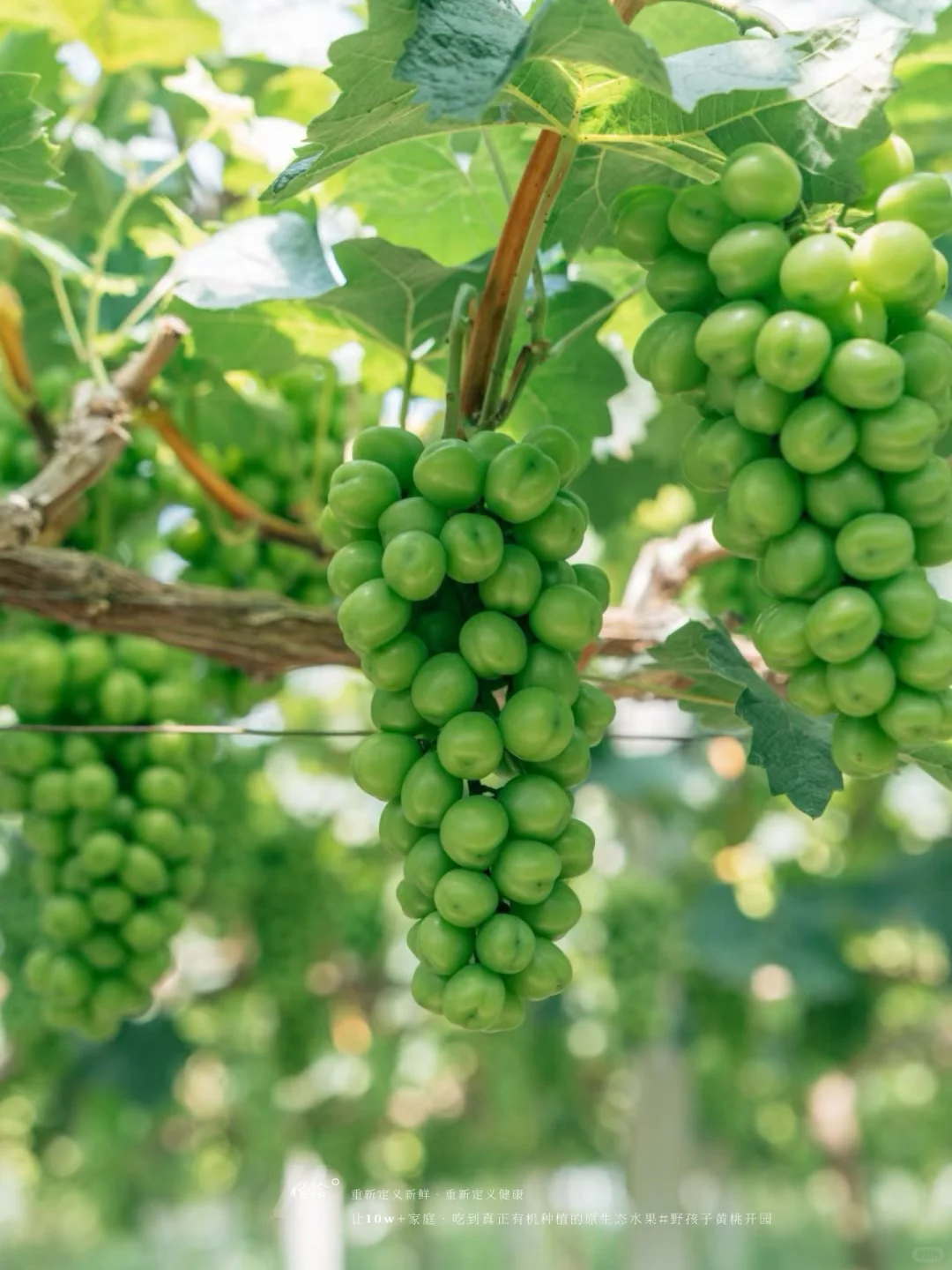 新农人必看！?表演?压力轻松YIN流