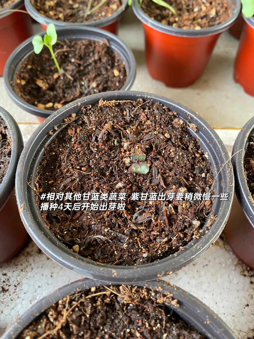 秋播种植记｜报告 秋播的序幕已在8月拉开～?