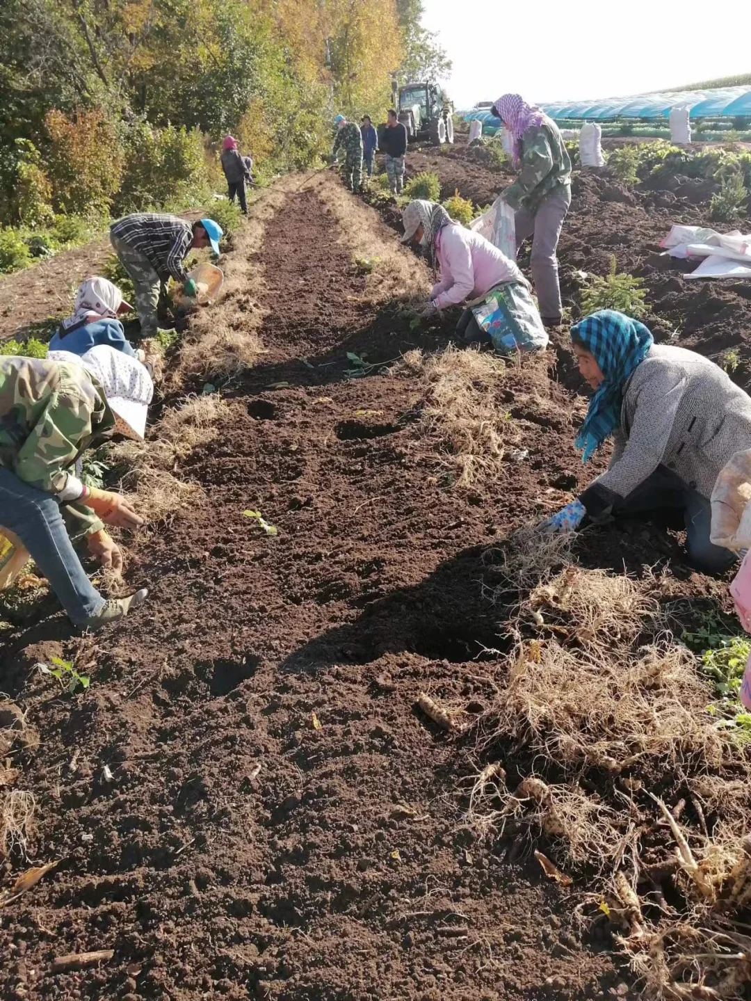 人参秋收啦！！咱来聊聊参农这个行业