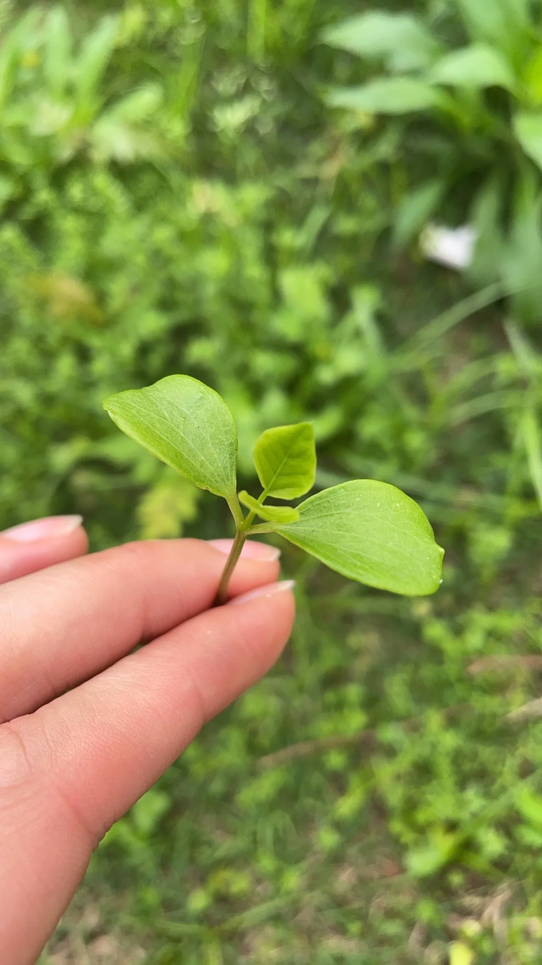 全网都在找枫树苗我还要找乌桕苗