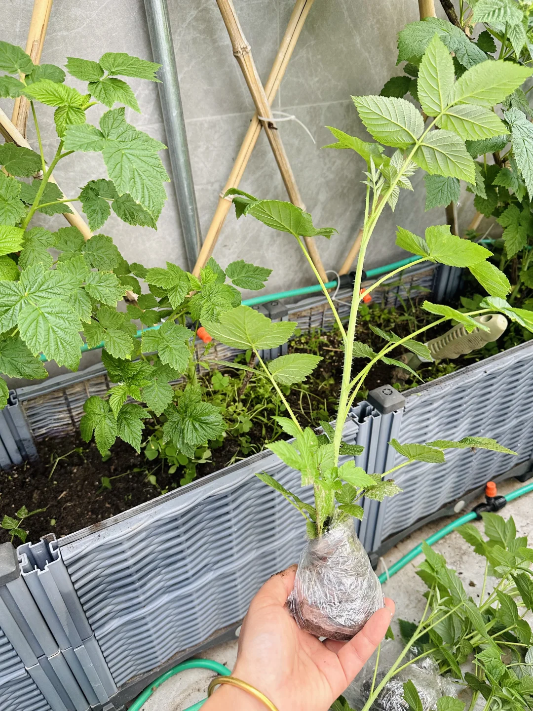 树莓苗免费送粉丝，有人要不？已更新