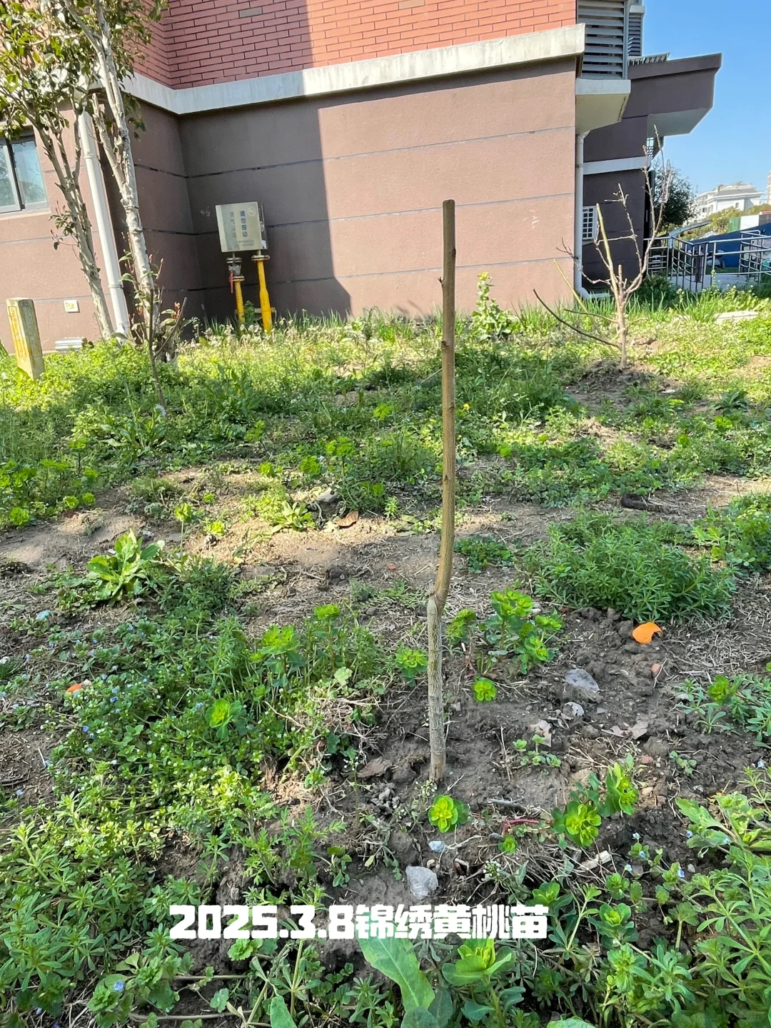 种花的尽头是种果树