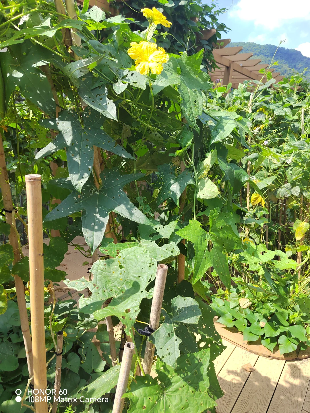 谁能百分百说出这些菜名？