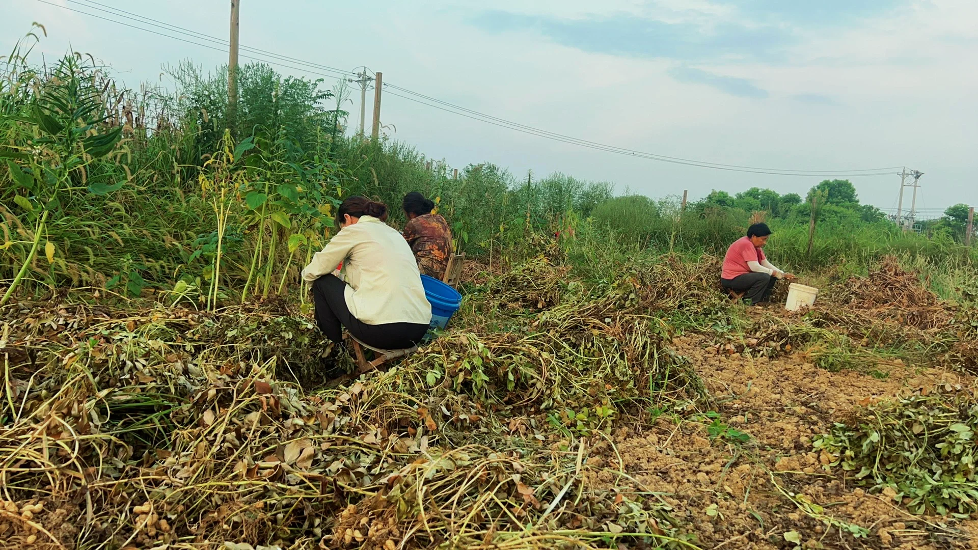 一个人玩十亩农场，累的还剩半条命，明年还种