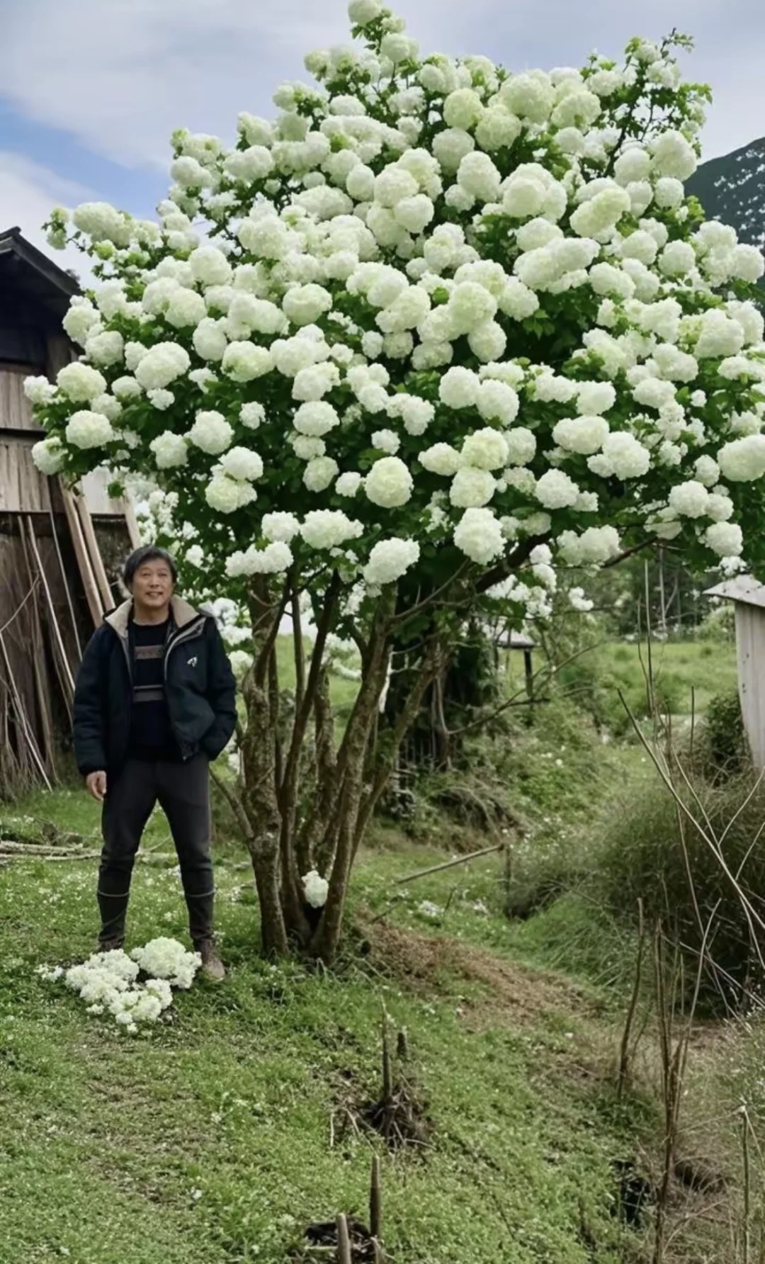 木绣球古树地景，最好的资源