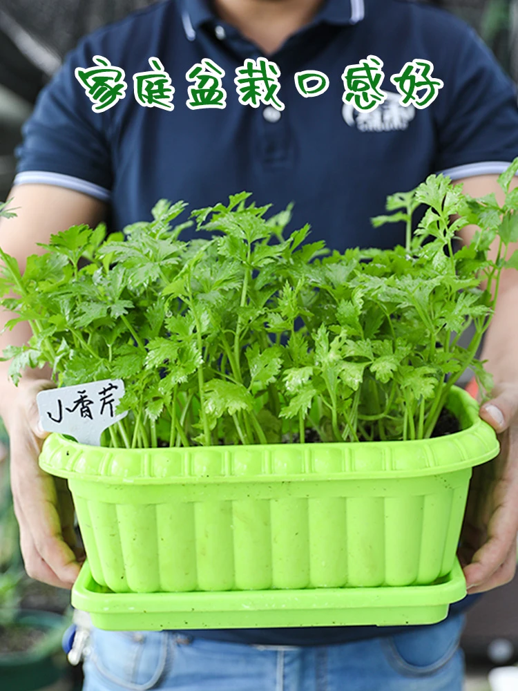 立冬过后做好这三件事，种菜丰产收获不断！