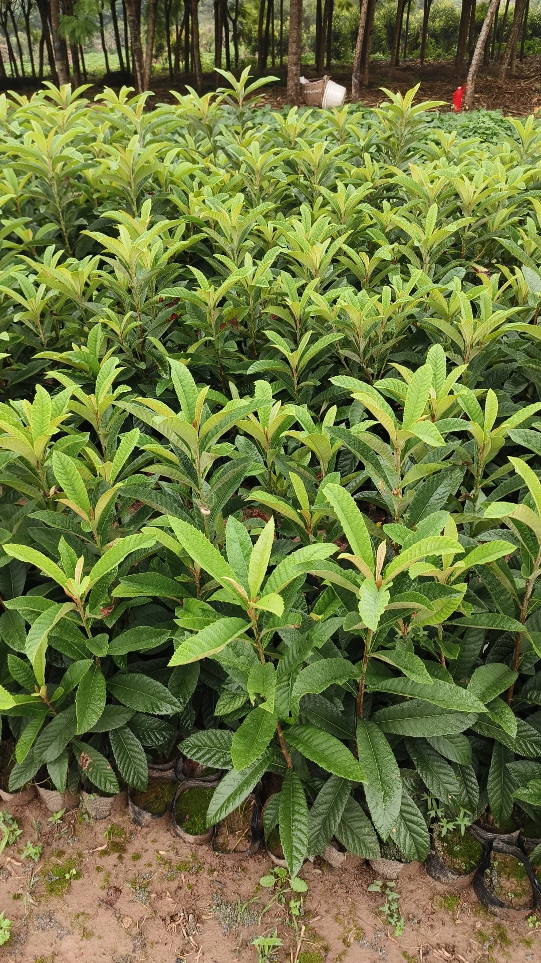 提供各种新品种果树苗总有一种适合您