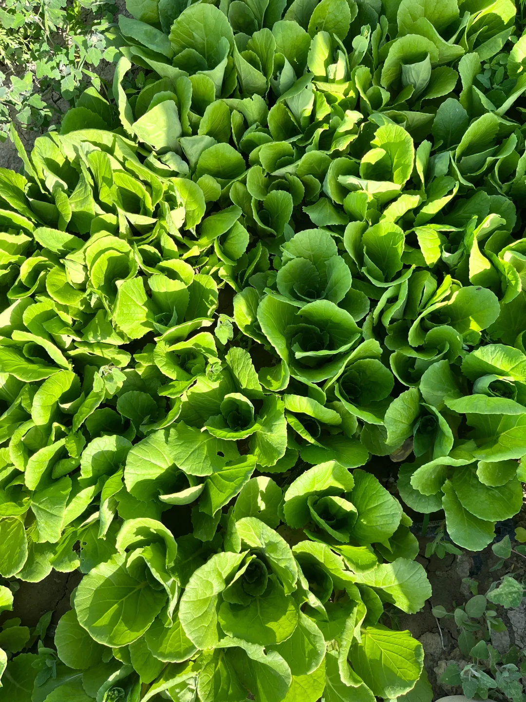 ?自驾30分钟！带娃采摘的好地方又被我发现